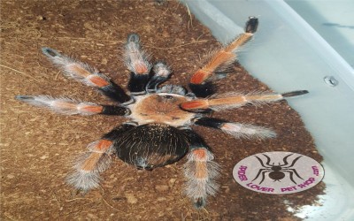 B. Boehmei male 8-10 cm tarantula